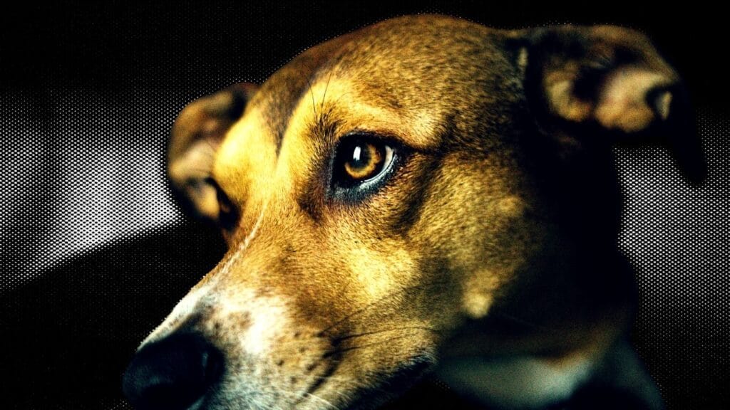 Los animales tienen alma o conciencia