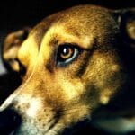 ¿Los animales tienen alma o conciencia? Esto dice la ciencia en 2026 Los animales tienen alma o conciencia
